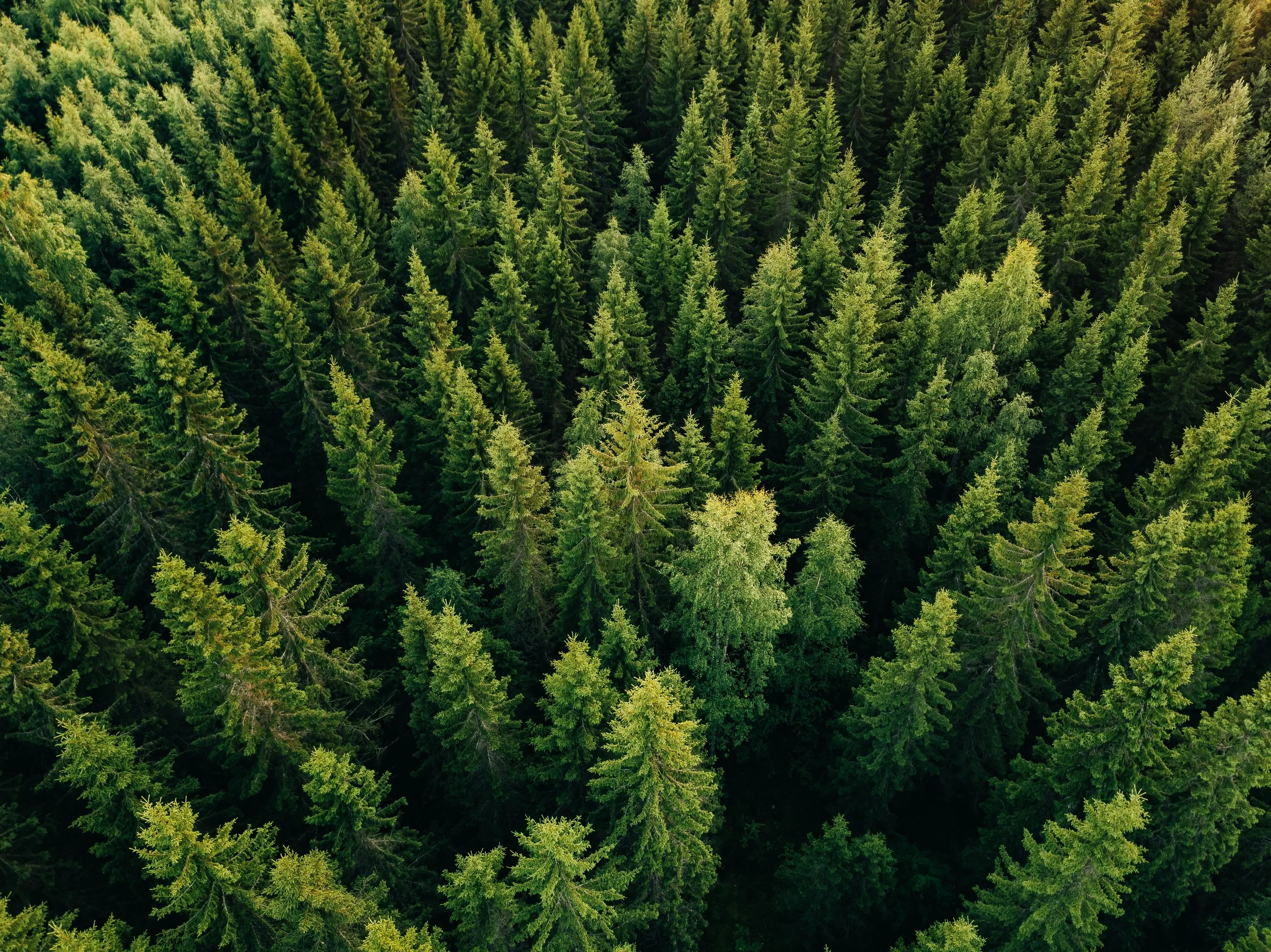 foret