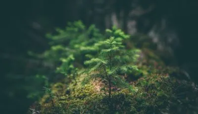 foret 1