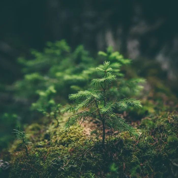 foret 1