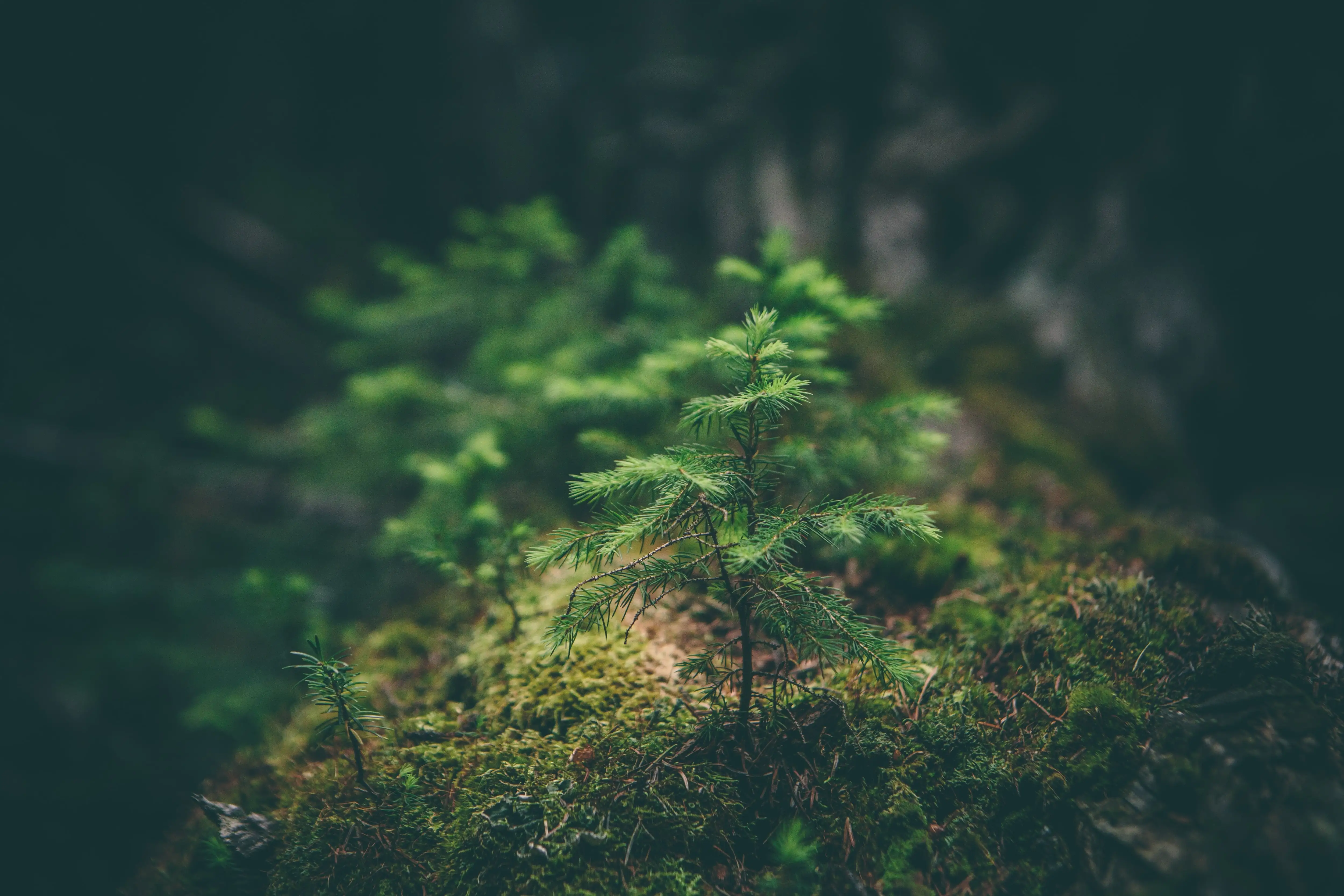 foret 1