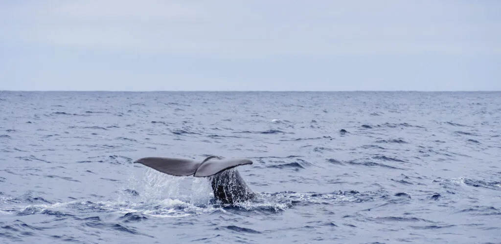A whale spotted swimming in Dublin’s waters!