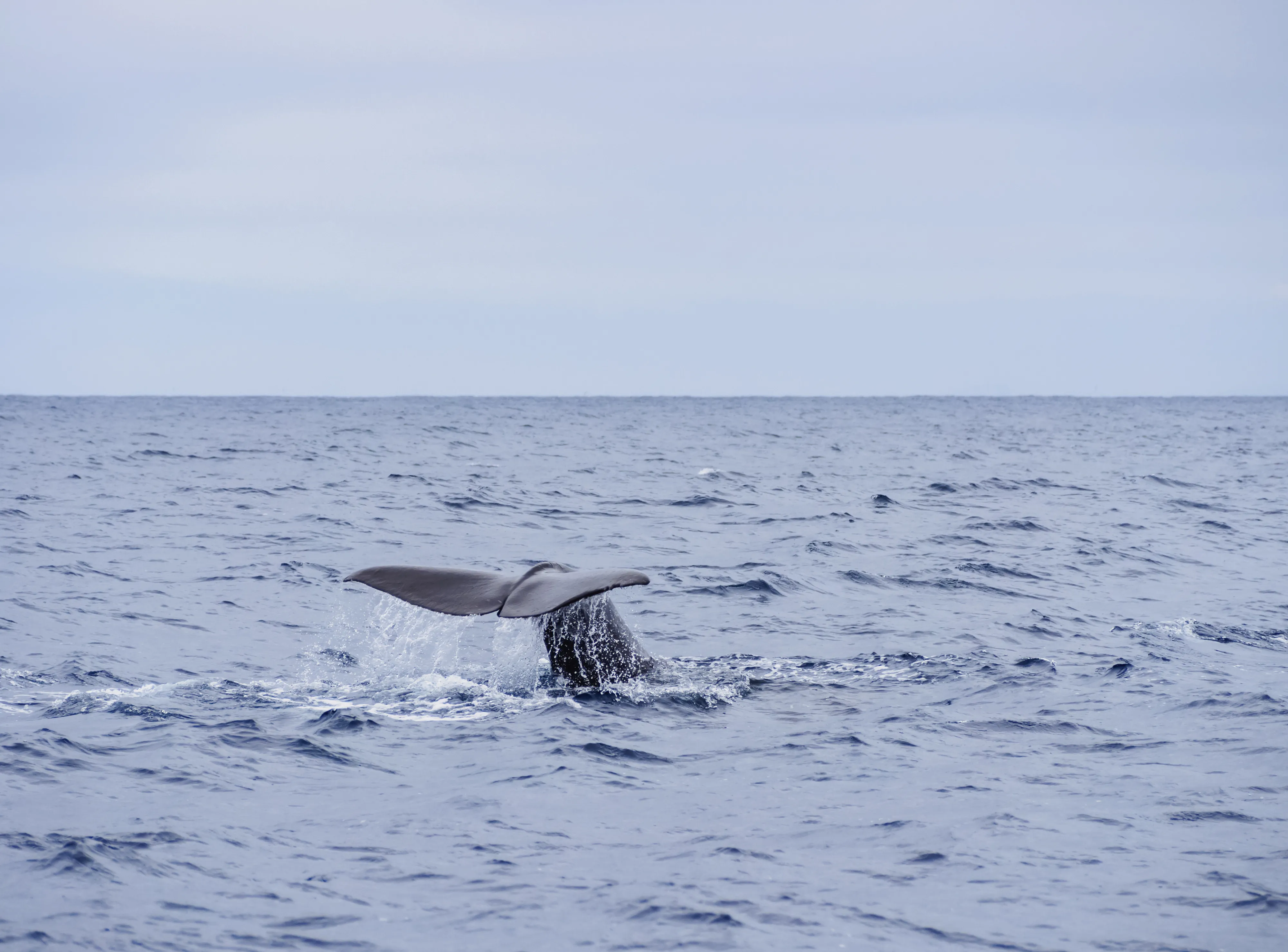 baleine