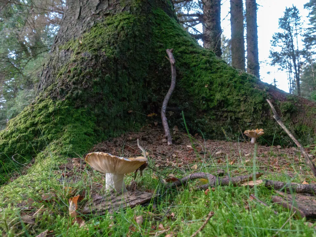 gortin glen forest park