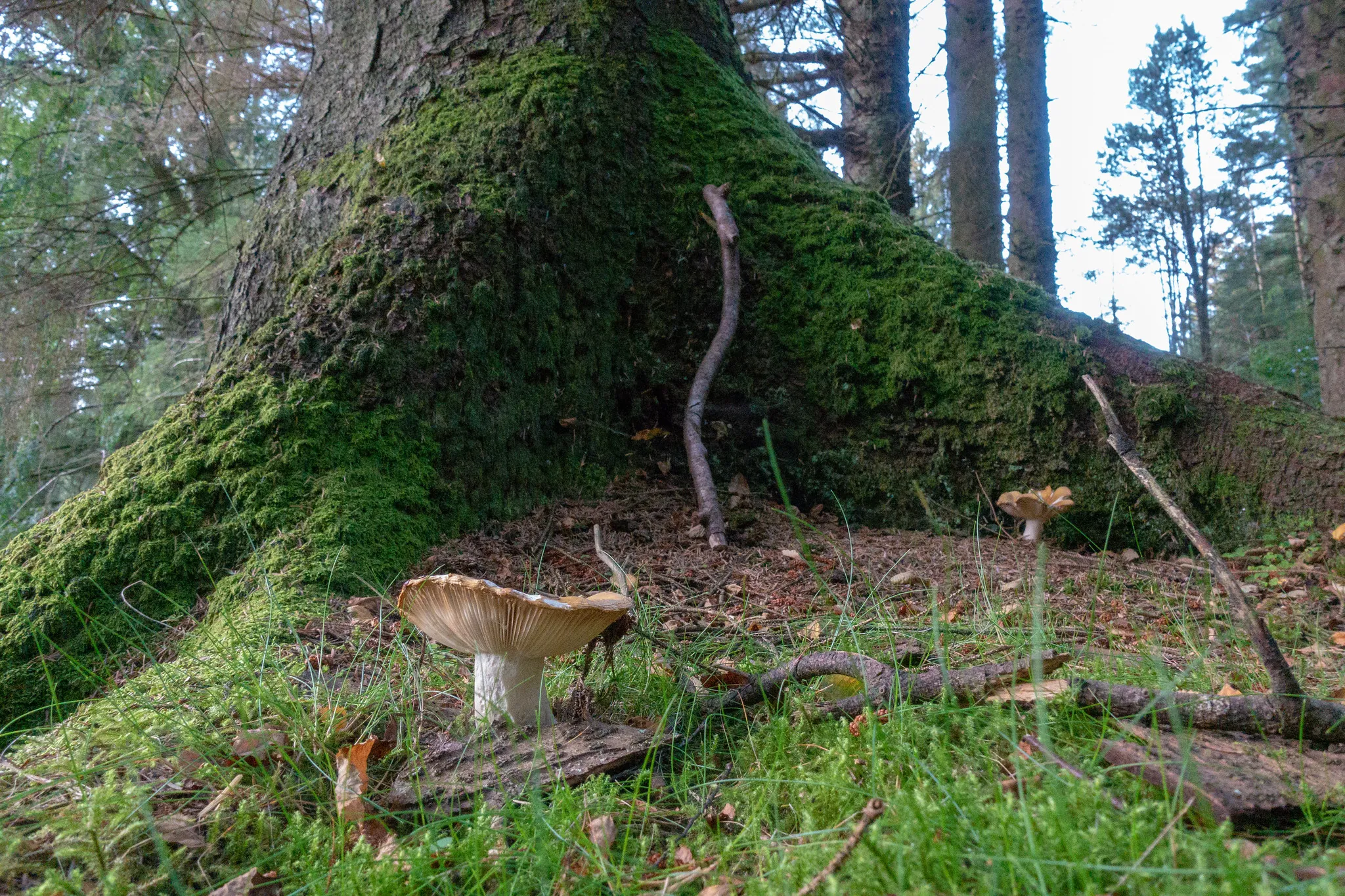 gortin glen forest park