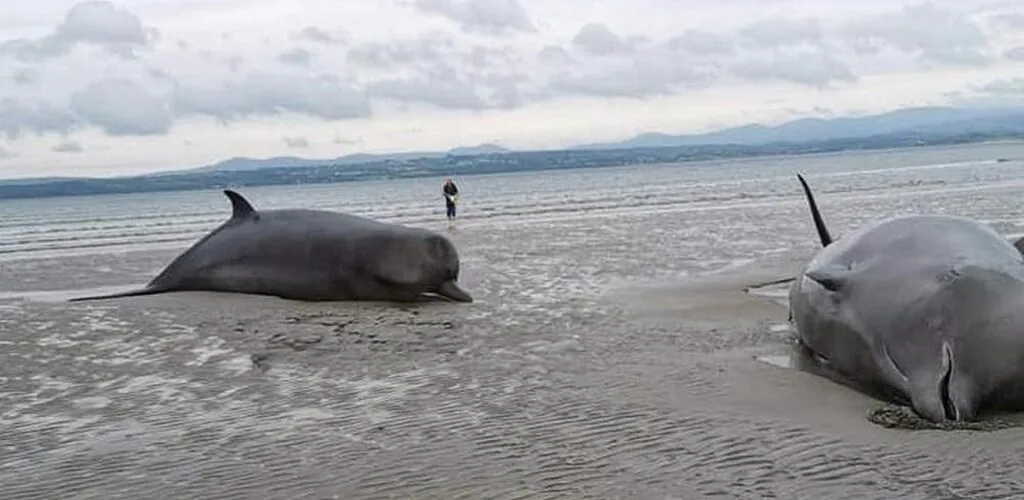 Ireland: 8 whales beach themselves in County Donegal