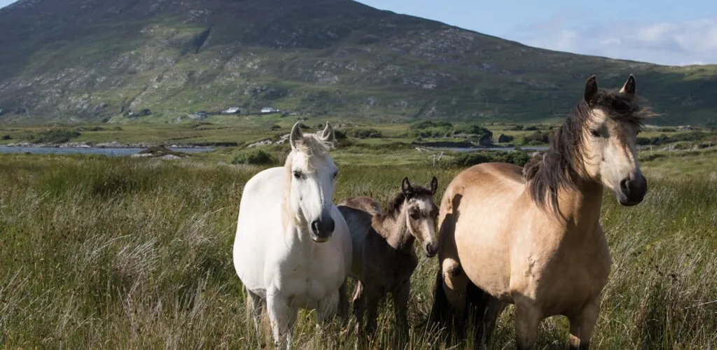 County Kildare
