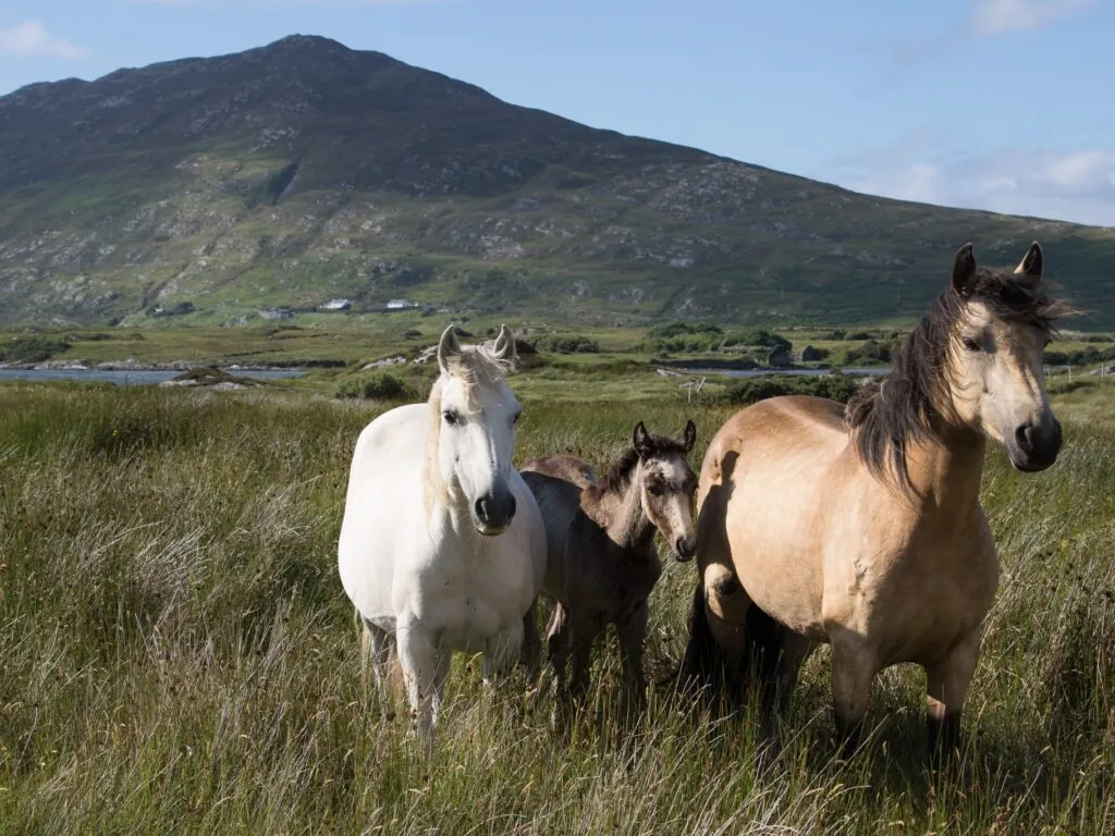 chevaux connemara