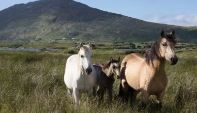 County Kildare