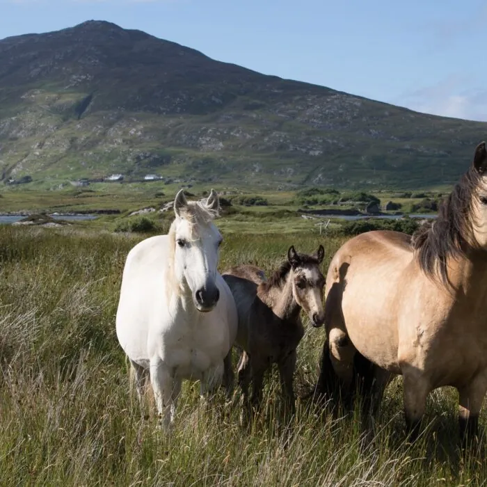 chevaux connemara