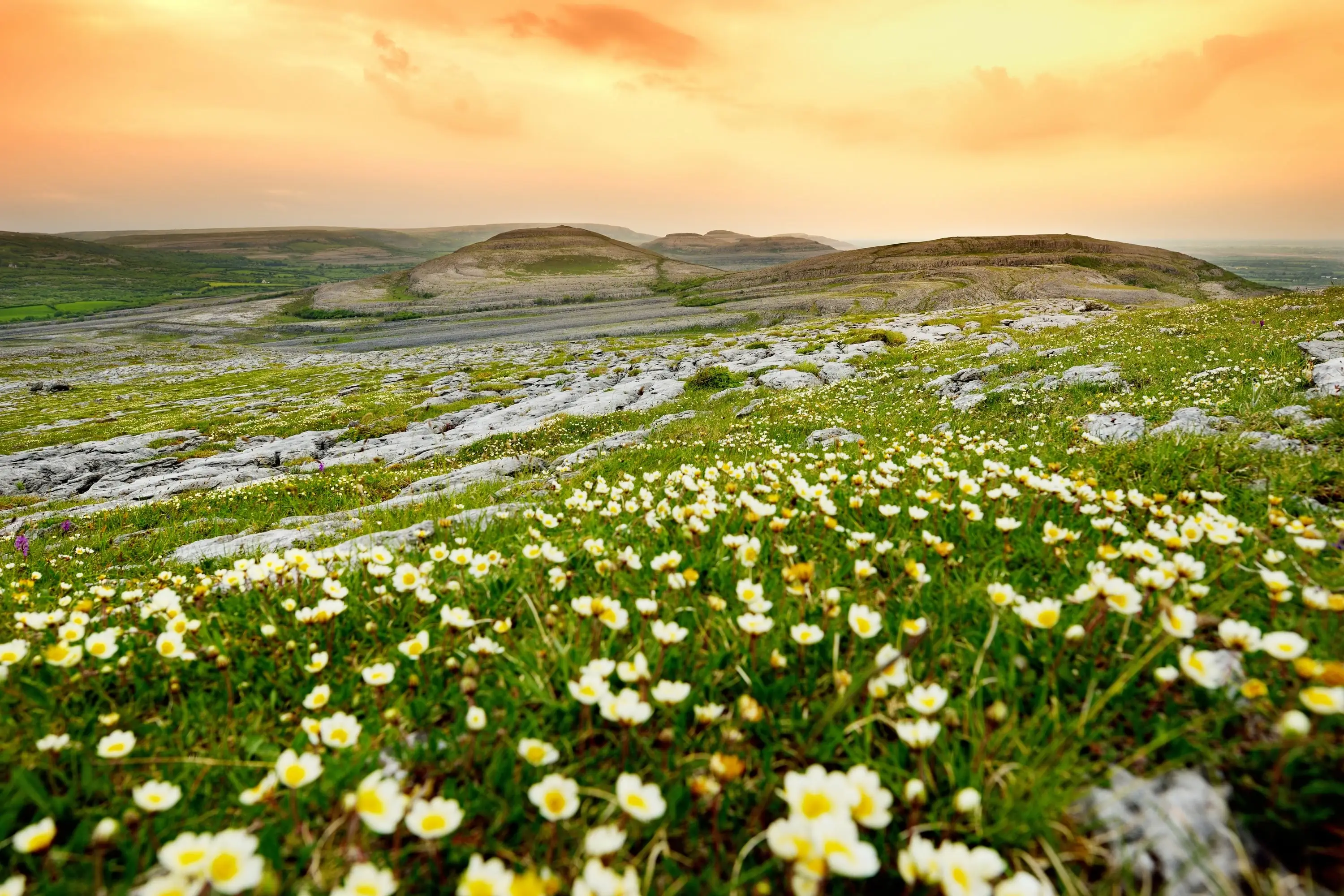 The Burren in Bloom