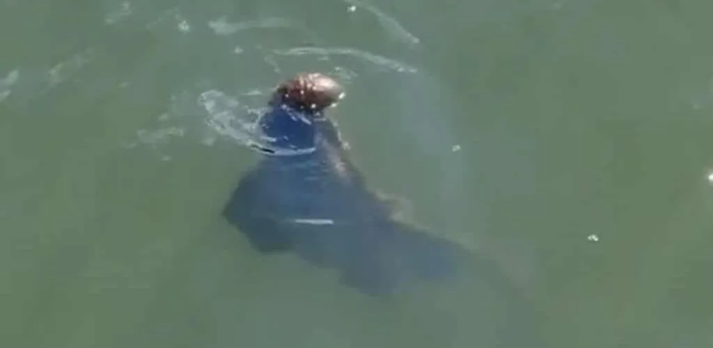 Buzz: TikTok video suggests a monster living in Dublin’s waters