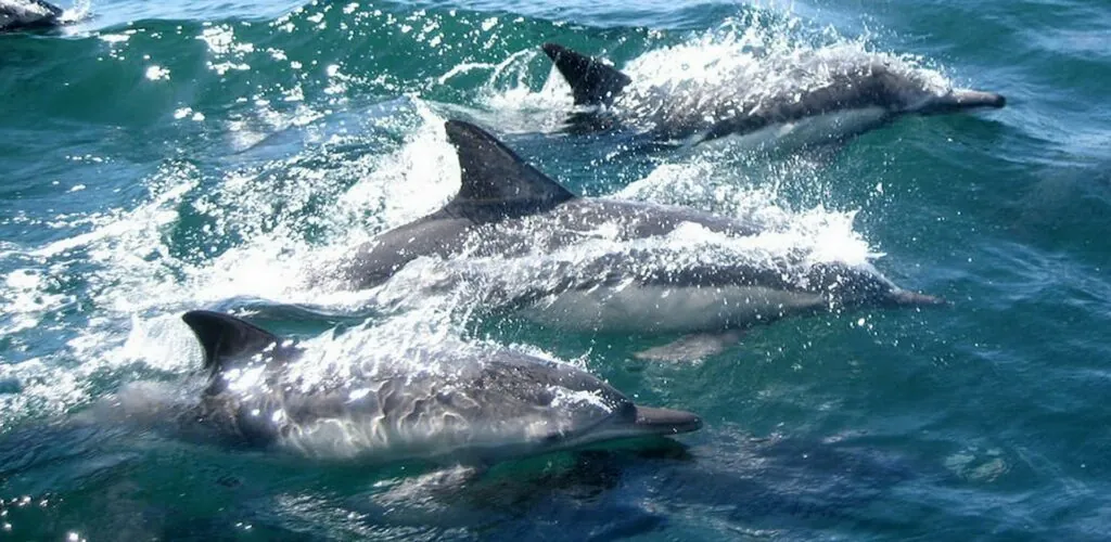 Huge school of dolphins spotted off County Cork