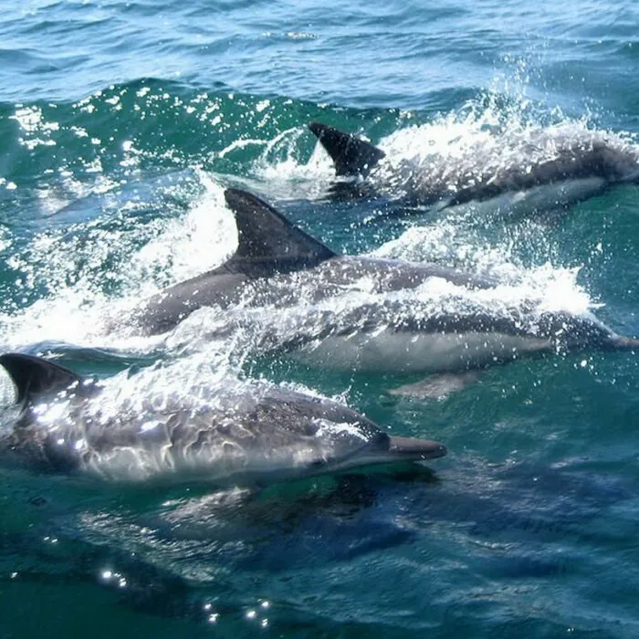 dauphins