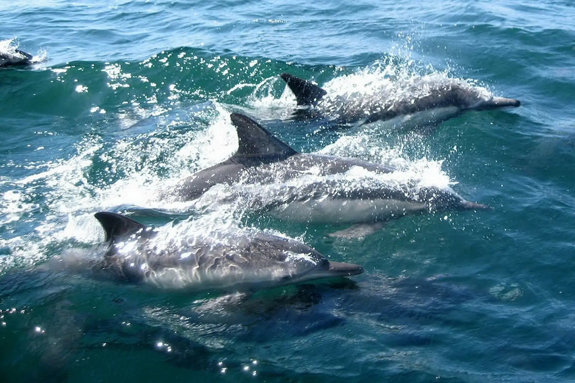 dauphins