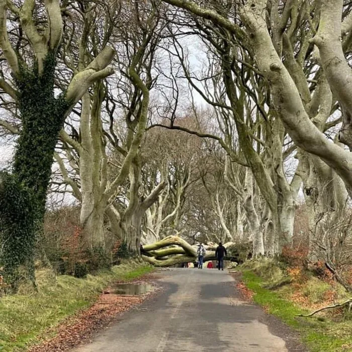 dark hedges chute arbre