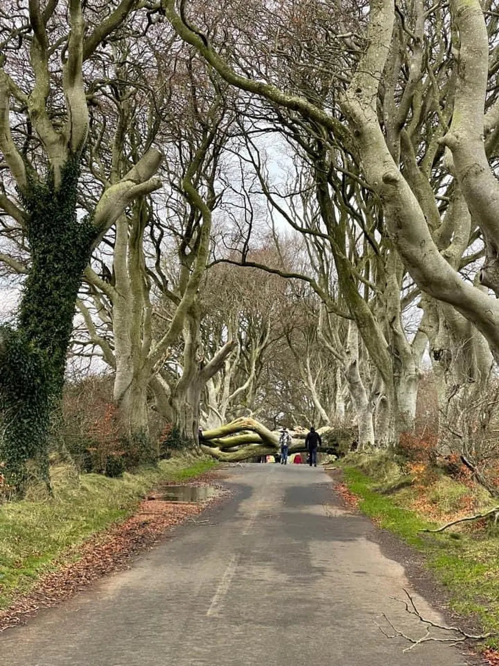 dark hedges chute arbre