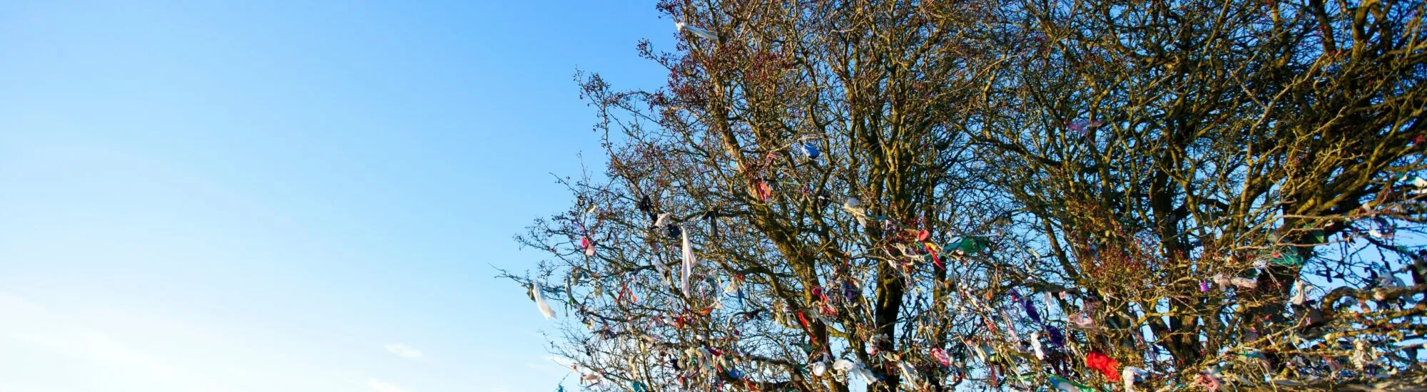 Fairy tree