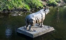 dodder rhino