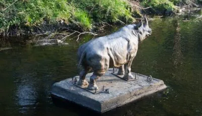 dodder rhino