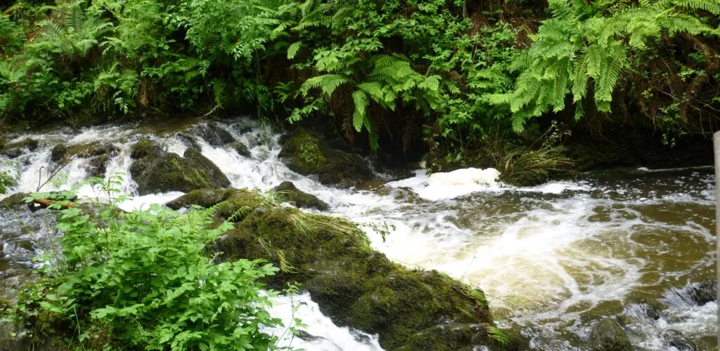 dun na rist forest park