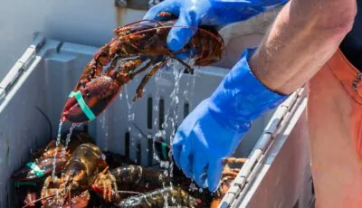 homard irlandais