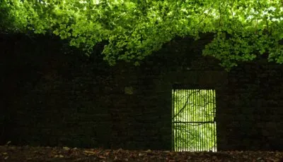 jenkinstown wood