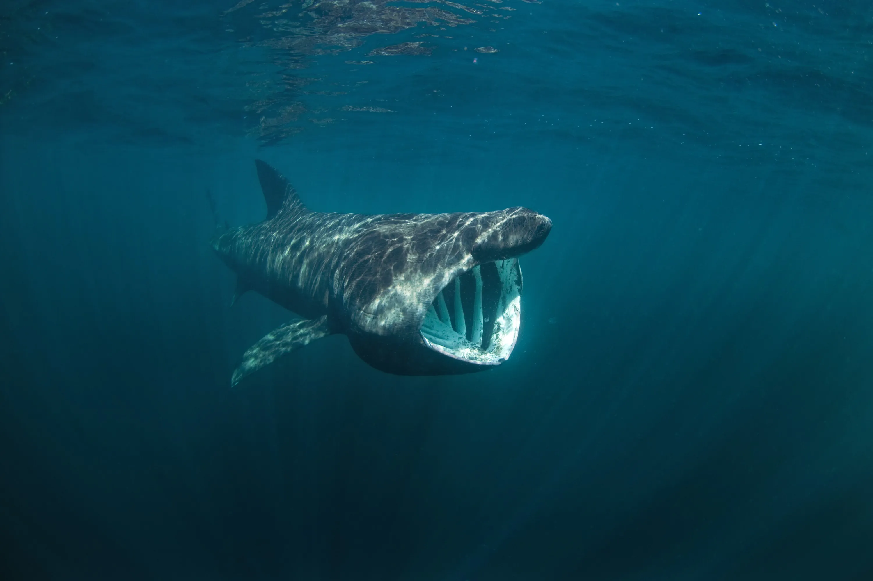 Are there sharks in Ireland?