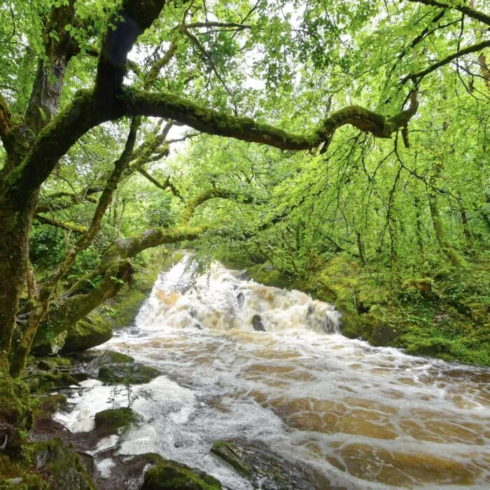 glengarriff woods nature reserve
