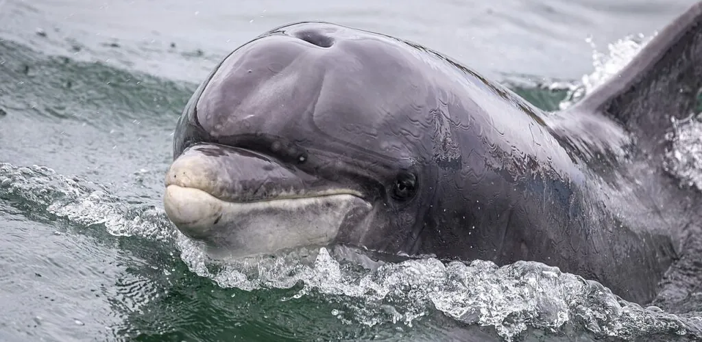 Fungie’s DNA reveals a new secret about Dingle’s famous dolphin