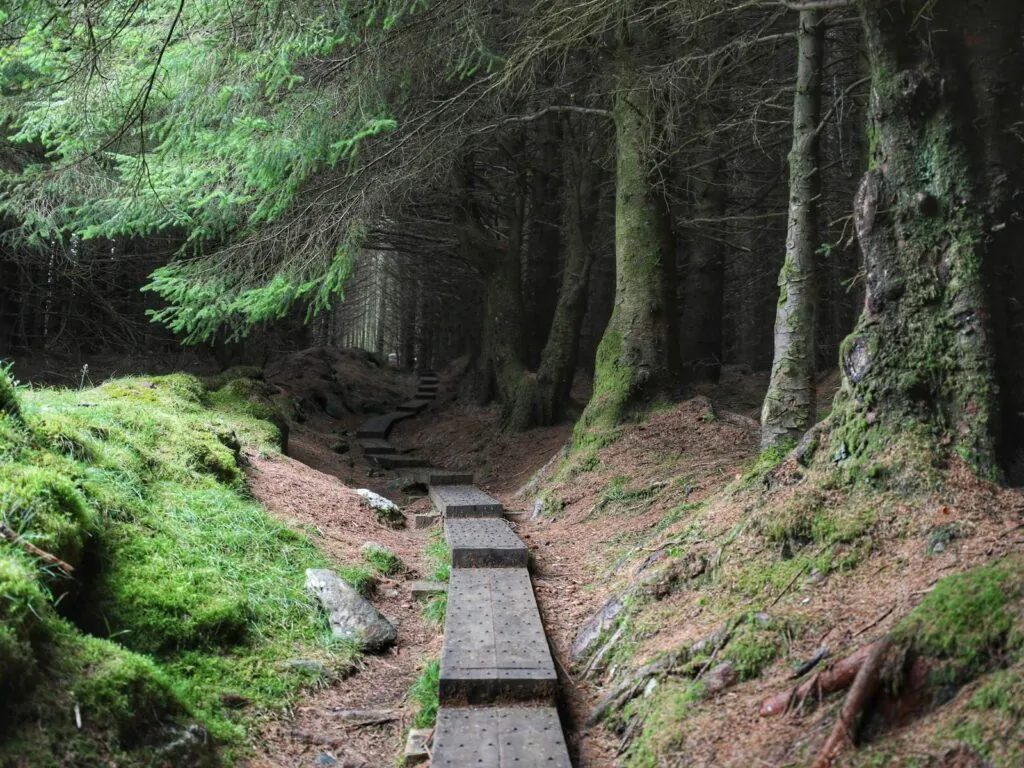 Ballinastoe Woods -