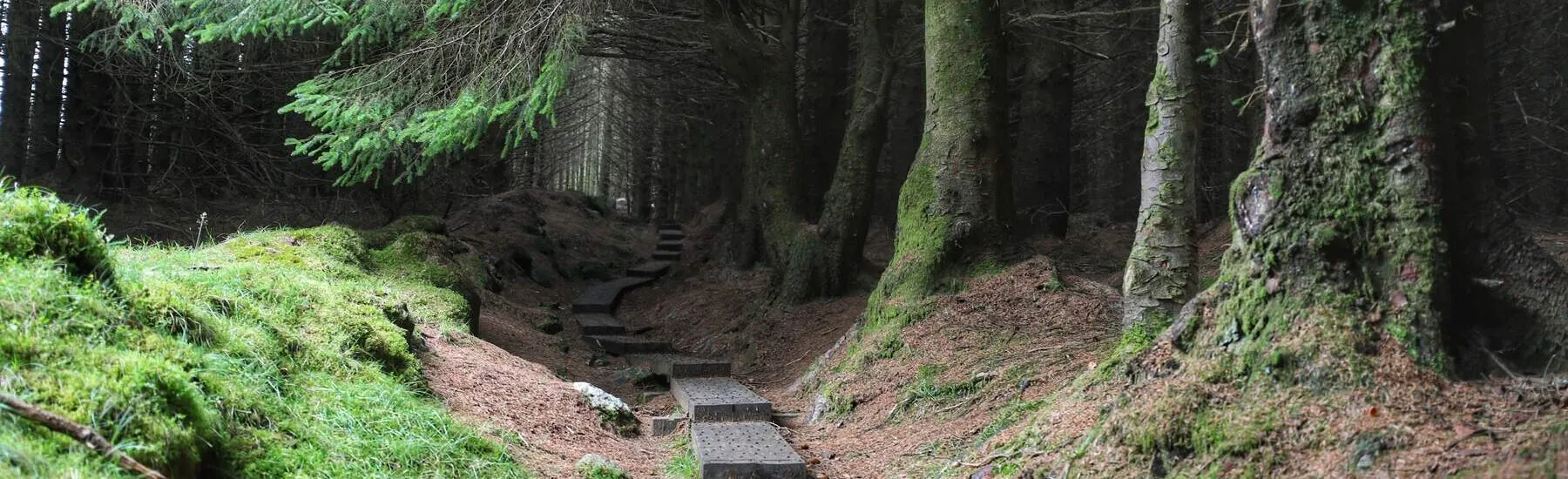 Ballinastoe Woods