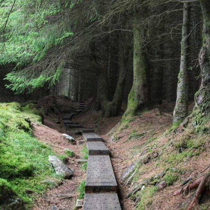 Ballinastoe Woods -