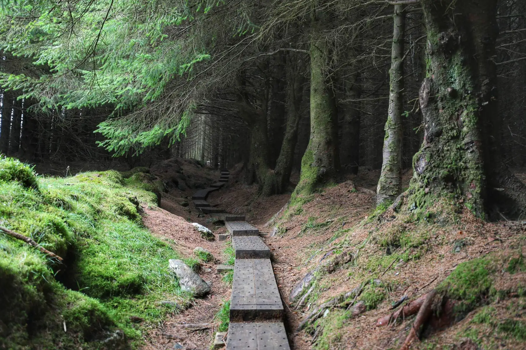 Ballinastoe Woods -