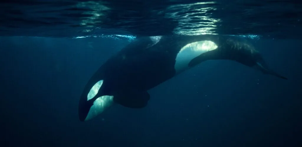 A killer whale in Dingle Bay, Ireland!