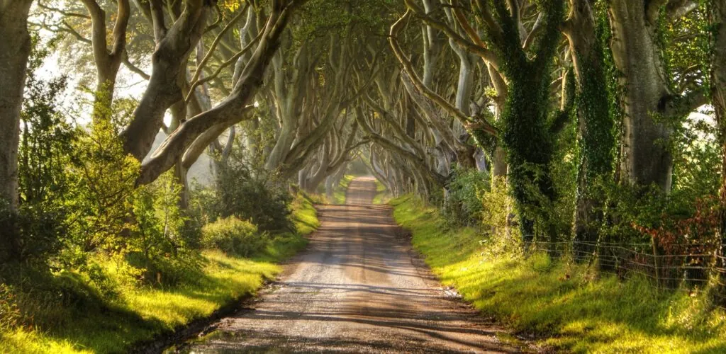 Dark Hedges: Game of Thrones alley under threat