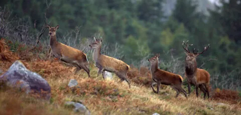 cerf irlande