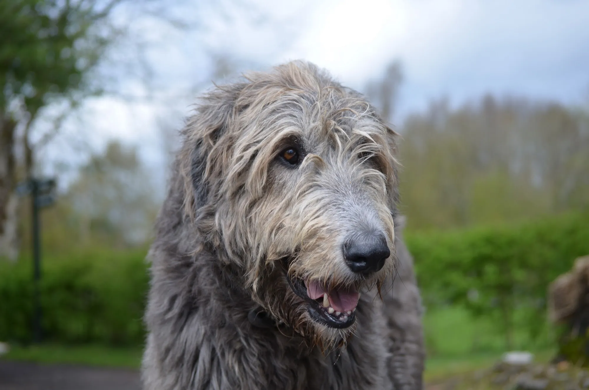 Un Irish wolfhound ou lévrier irlandais - dejavudesigns