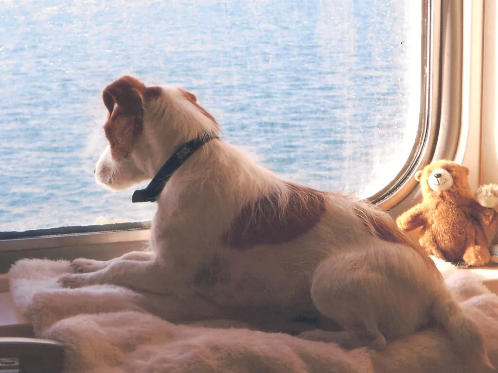 Emmenez votre chien en Ferry vers l'Irlande ! - Brittany Ferries