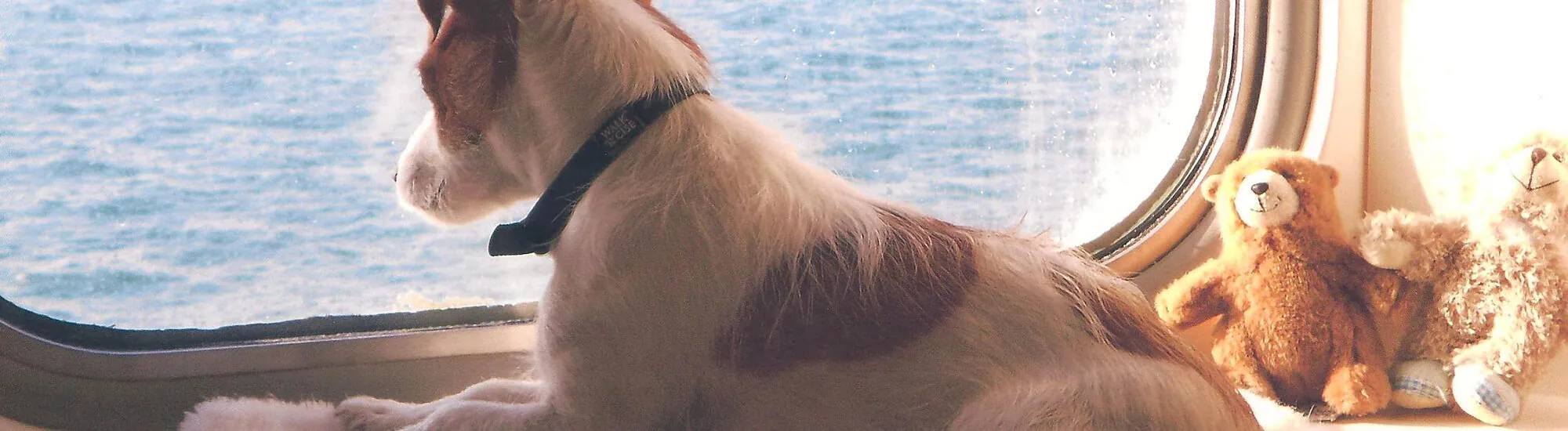Ferry to Ireland: Travel with Your Pets!