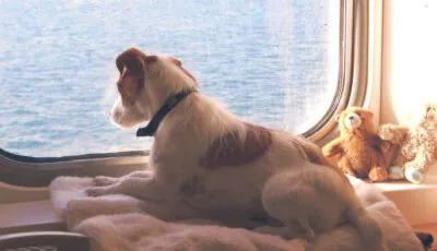Ferry to Ireland: Travel with Your Pets!