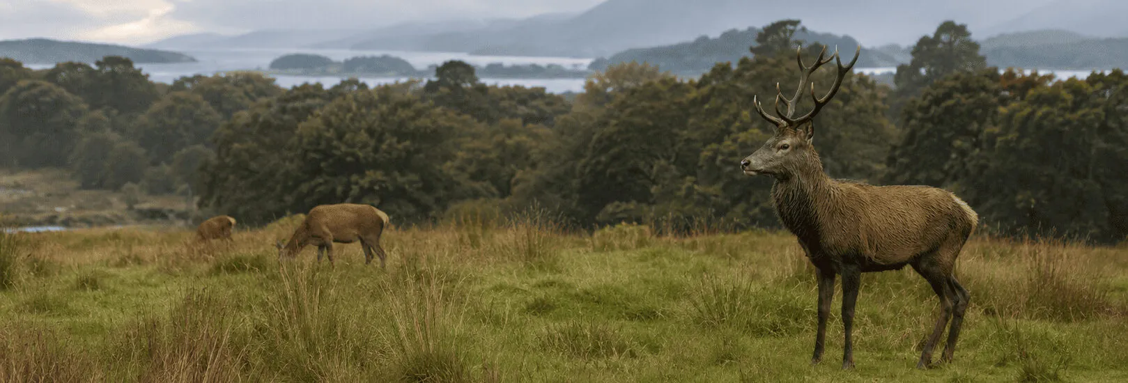 Where to see deer in Killarney?