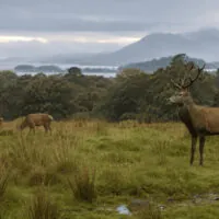 cerf killarney