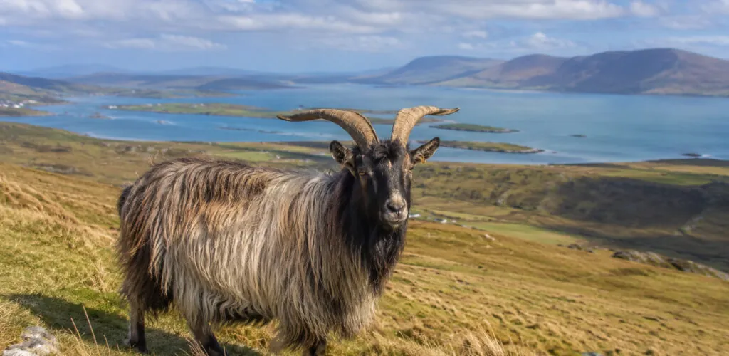 The Old Irish Goat: the breed Ireland is trying to save from extinction