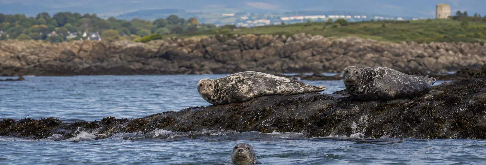 Spotting seals in Dublin Bay