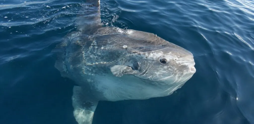 An ocean giant spotted off Achill Island