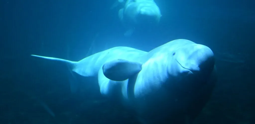 Ireland – A beluga filmed in Donegal: an exceptional Arctic sighting
